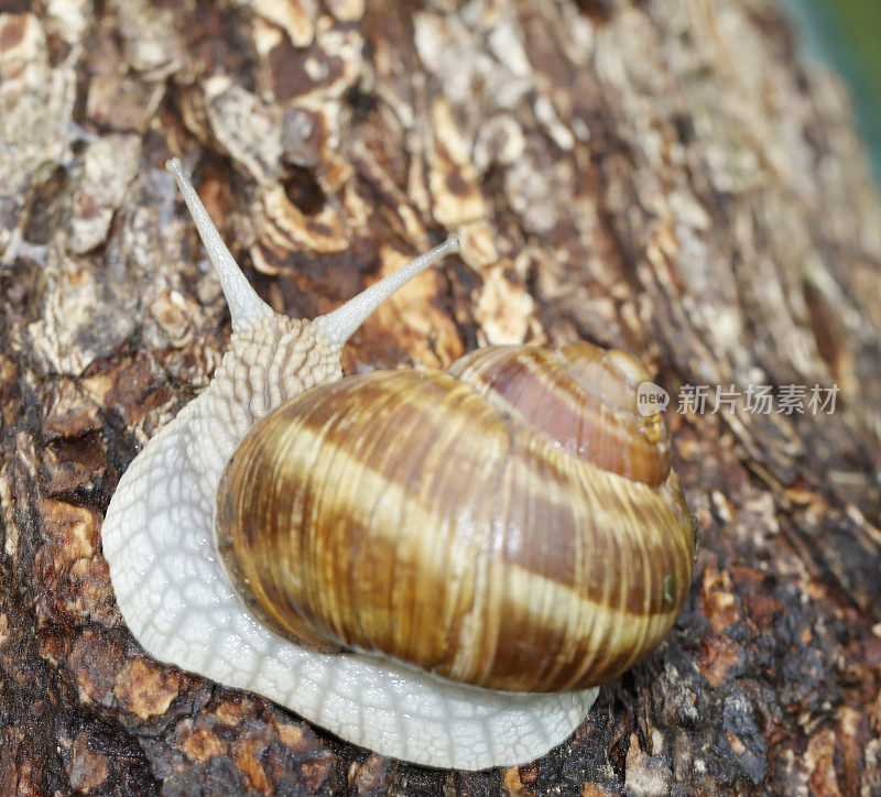 罗马蜗牛(Helix pomatia)